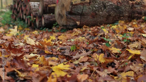 Feet walking on the ground slow-motion video. autumn yellow foliage