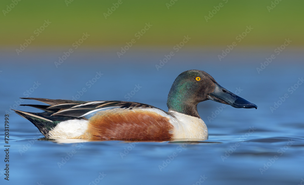 Obraz premium Male Northern Shovelers (Spatula clypeata) proud swimming in blue waters pond in full breeding plumage 