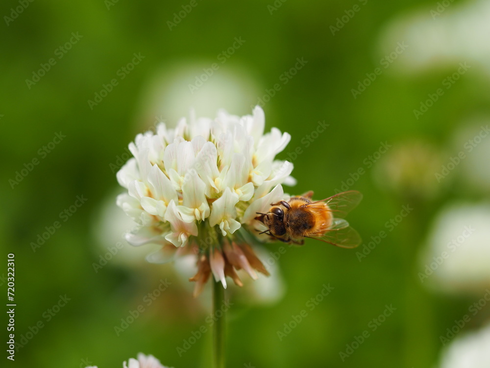 春の野原 シロツメクサと蜜蜂 春の野原 シロツメクサと蜜蜂
