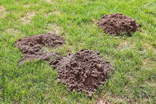 Mole. Earth. Grass. Garden in summer.