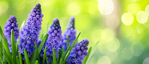 Muscari, grape hyacinth close-up on blurred colorful bokeh background for spring and flower lovers. Some leaves. Card, banner for fresh season. Purple, green, pink.