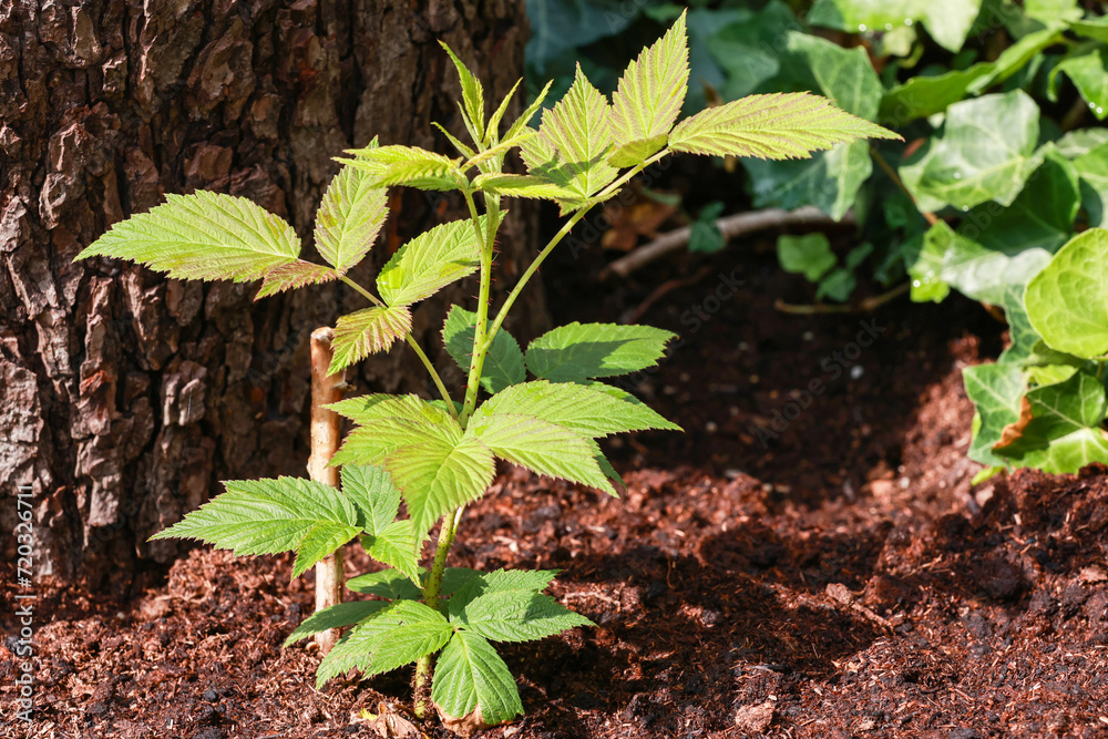 A beautiful small raspberry plant in the garden. A beautiful small raspberry plant in the garden.