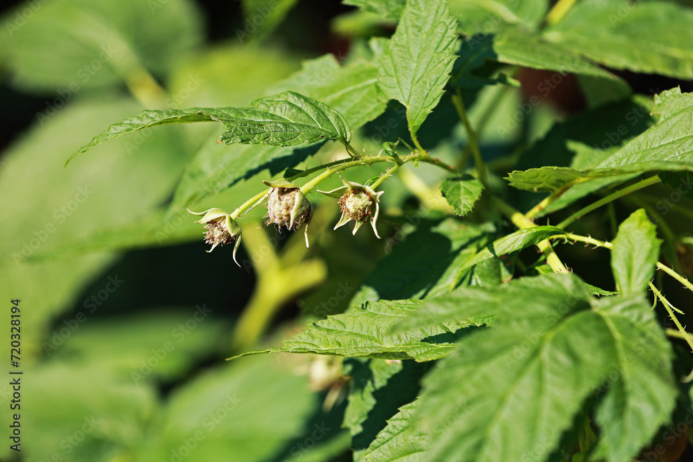 Raspberry flowers and leaves in summer garden. Raspberry flowers and leaves in summer garden.