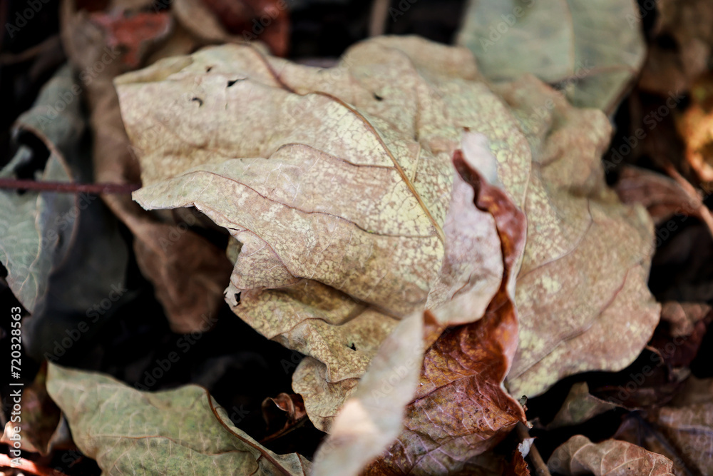 Dried leaves of Paulownia autumn.