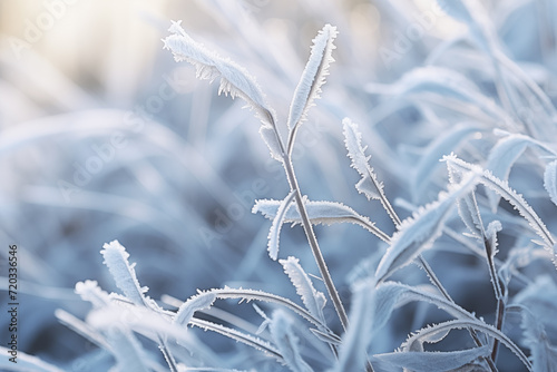 Macro Close-Up of Frosty Plants. Close-up of frost-covered plants with a serene blue and white palette, suitable for winter-themed designs.