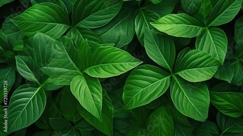 Top-down view closeup green leaves background  