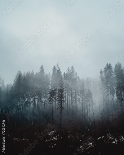 misty morning in the forest © Alex Sedova