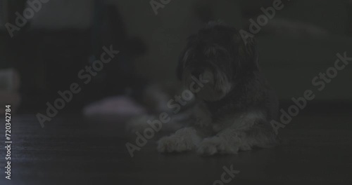 Ungraded 4k static footage of a black and brown dog laying on a hardwood floor on a dark, overcast morning in Washington State. photo