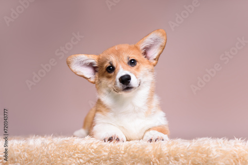 puppy dog photo
