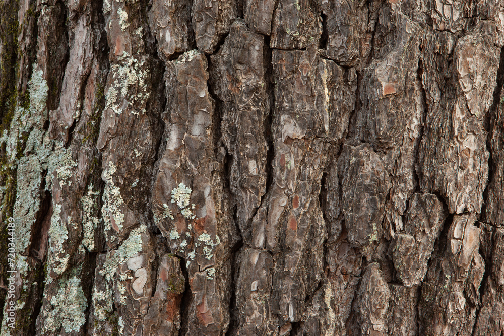 Pine bark background with moss, close-up. Natural texture of tree trunk for publication, screensaver, wallpaper, postcard, poster, banner, cover, website. High quality photo Pine bark background with moss, close-up. Natural texture of tree trunk for publication, screensaver, wallpaper, postcard, poster, banner, cover, website. High quality photo
