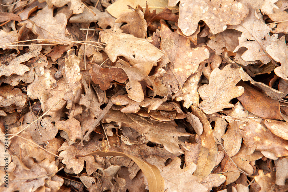 Background from autumn dry leaves, top view. Light brown fallen leaves oak tree for publication, screensaver, wallpaper, postcard, poster, banner, cover, website. Artistic high-quality photo