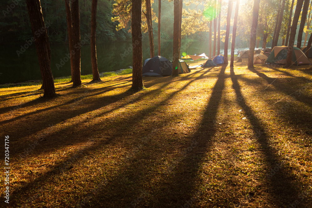 Fototapeta premium sun rays in the forest