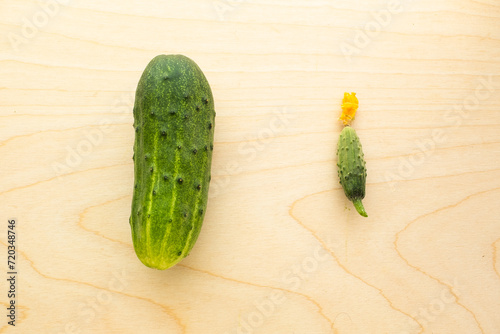 Ripe cucumber and gherkin with yellow flower on the wood board. Two cucumbers: one is big, second is small for publication, poster, calendar, post, screensaver, wallpaper, cover. High quality photo photo