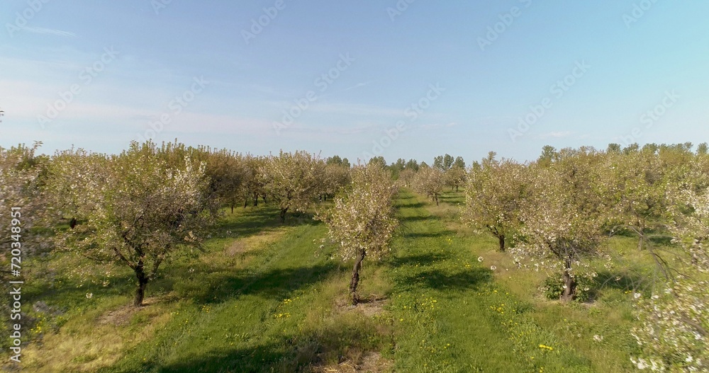 apple orchard in august aerial shoot