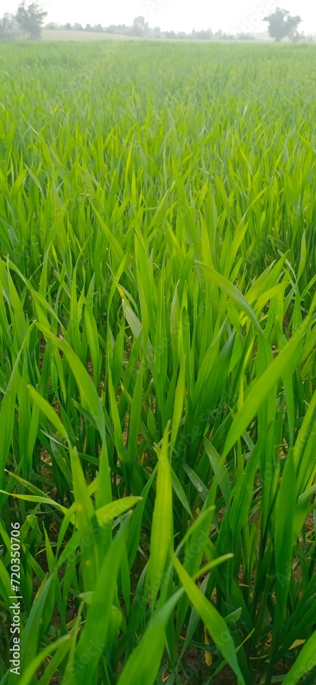 Detailed close-up of vibrant green crops in a flourishing field in Bhakkar, Punjab, highlighting the growth of agriculture in rural Pakistan under natural daylight Detailed close-up of vibrant green crops in a flourishing field in Bhakkar, Punjab, highlighting the growth of agriculture in rural Pakistan under natural daylight