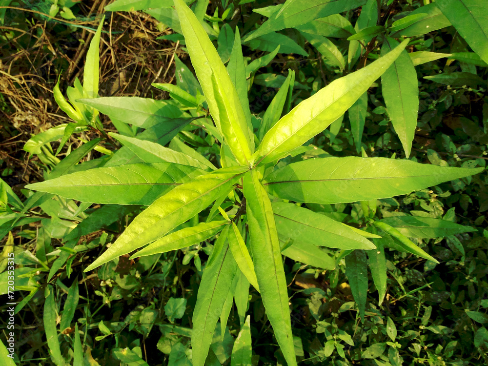 Fototapeta premium Medicinal Plant Justicia gendarussa has health benefits, Commonly known as Justicia or Gendarussa is a small branched shrub belonging to acanthaceae (Acanthus Family).
