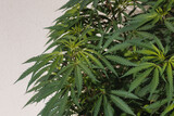 Selective focus young soft peak of Marijuana with green leaves in garden, Cannabis is a psychoactive drug from the Cannabis plant used primarily for medical or recreational purposes, Nature background