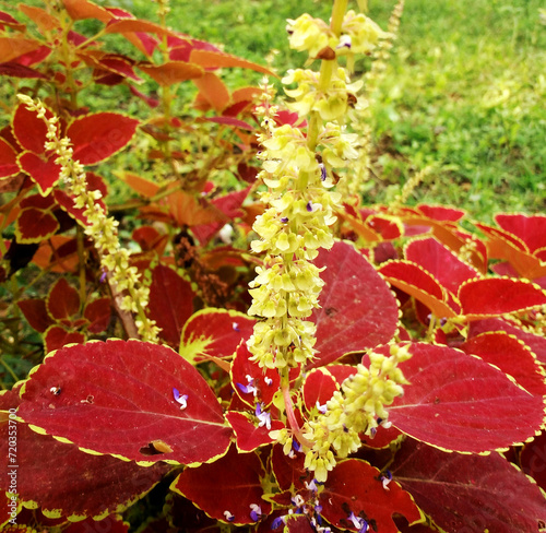 Beautiful coleus blumei plants in the garden