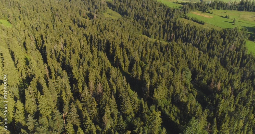 Flying over the beautiful forest trees. Landscape panorama. Flying over the beautiful forest trees. Landscape panorama.