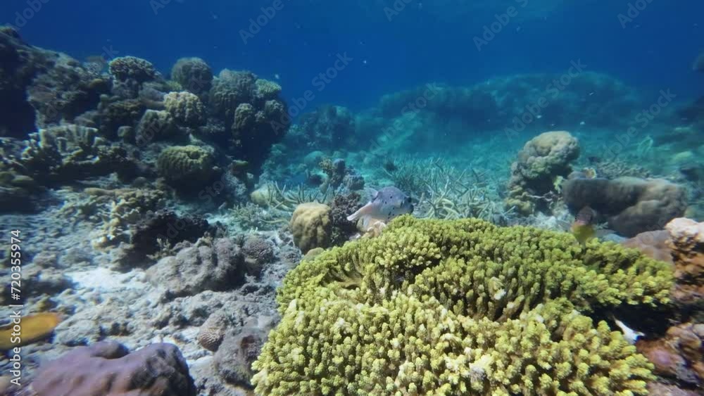 Coral reef and Puffer fish in tropical sea underwater, Snorkeling on Philippines island, slow motion 4k Coral reef and Puffer fish in tropical sea underwater, Snorkeling on Philippines island, slow motion 4k