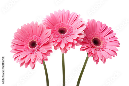 Trio of pink gerbera daisies, cut out