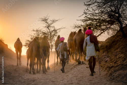 Camels on the way to Pushkar Mela at sunset, camel market, Pushkar, Rajasthan, India