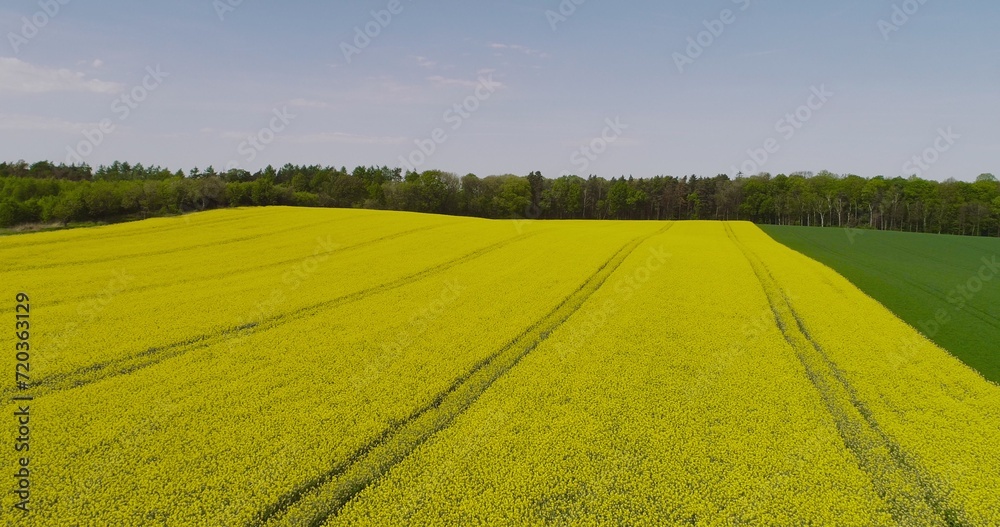 Obraz premium Scenic view of canola field against sky