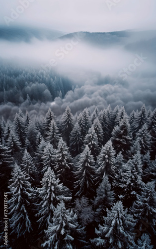 Landscape photo of fir misty forest with fog. Natural esthetic view for environment consciousness.