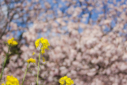 菜の花と桜