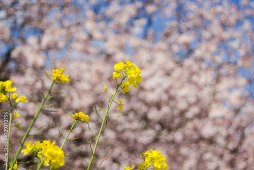 菜の花と桜