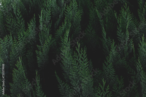 Dark toned of green leaves in garden, Chamaecyparis lawsoniana, Port Orford cedar or Lawson cypress is a species of conifer in the genus Chamaecyparis, Family Cupressaceae, Nature greenery background. © Sarawut