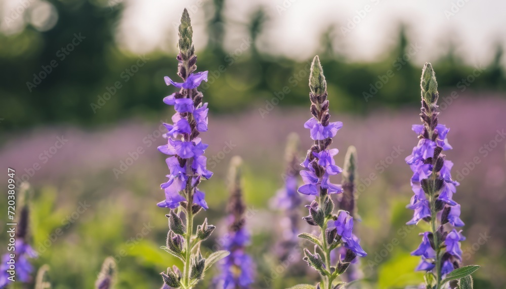 Naklejka premium A field of purple flowers with green leaves