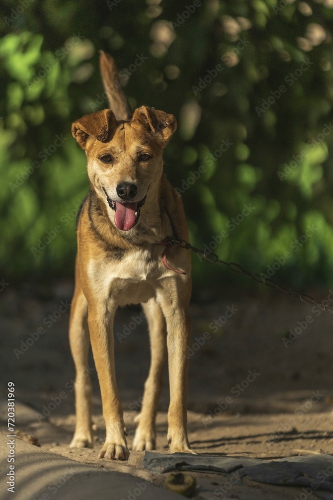 Cute Brown Dog Standing Ground With Chain 1