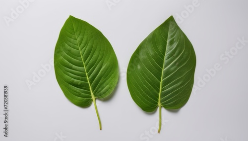 Two green leaves on a white background