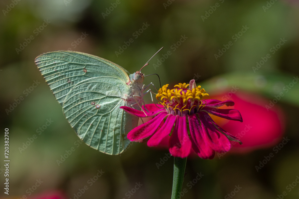 Obraz premium male common emigrant butterfly Catopsilia pomona sucking nectar from magenta zinnia flower, natural bokeh background