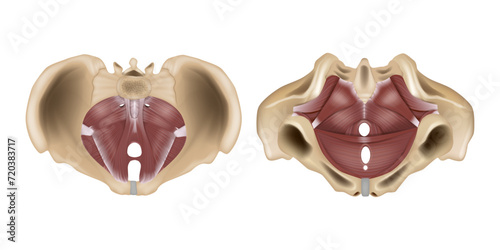 Anatomy of the pelvic floor or pelvic diaphragm. Muscles of the pelvic floor. Structure photo
