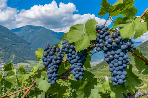 A bunch of grapes in the sun against the backdrop of a landscape.