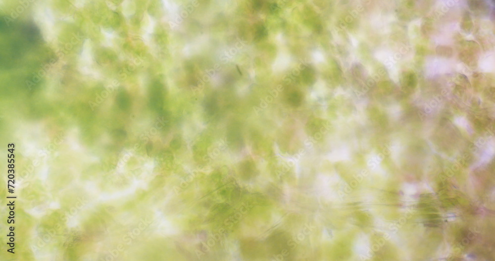 Fototapeta premium virus structure under a microscope