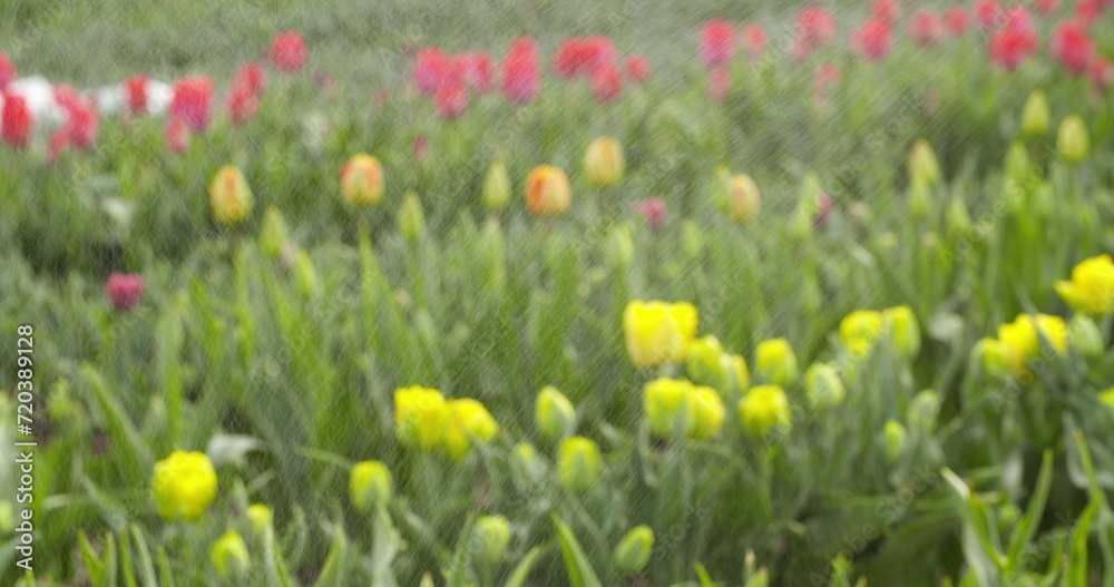 Tulips Plantation in Netherlands Agriculture