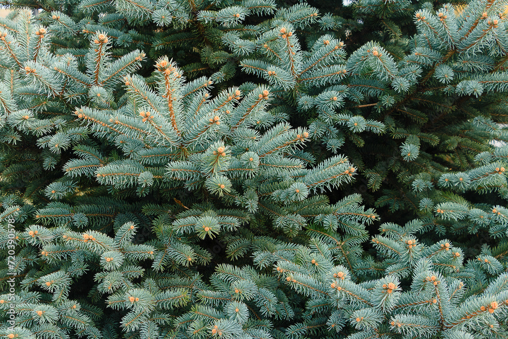 spruce branches Green spruce, blue spruce, close-up, short needles of a coniferous tree, a mock-up of a Christmas tree branch