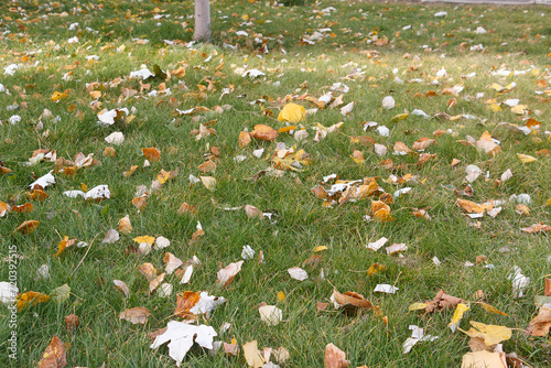 autumn fallen leaves are scattered on the lawn, green grass