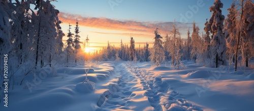 wild pine forest with deep snow in the evening at sunset
