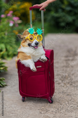 cute corgi dog in sunglasses peeks out of an open red suitcase for traveling on vacation and smiles © nataba