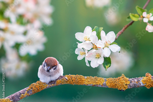 little sparrow chick sits on the flowering branches of an apple tree in a spr...