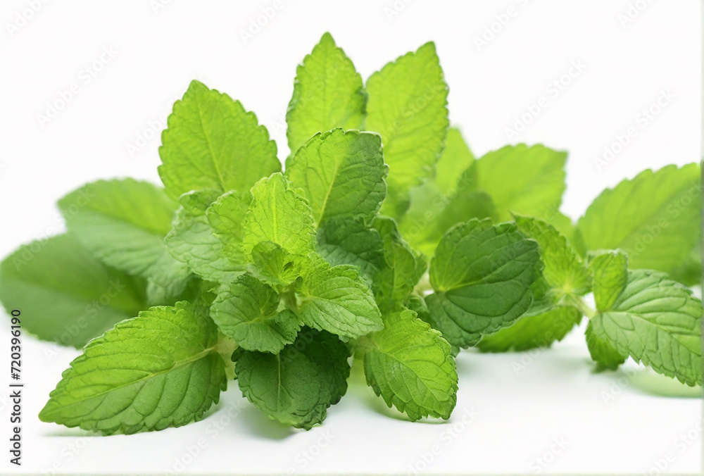 Lemon balm on white background Lemon balm on white background