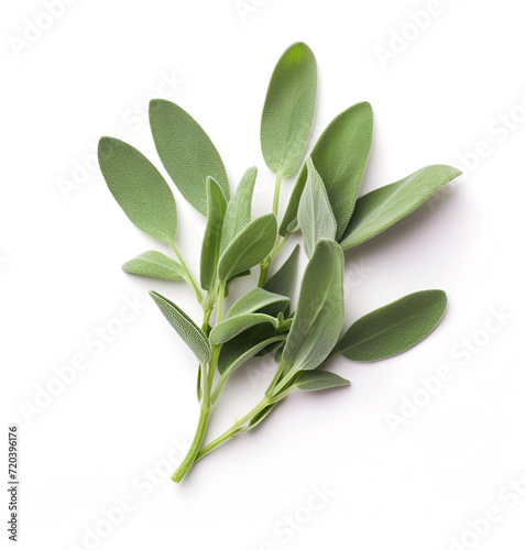 Sage herbal on white backgrounds