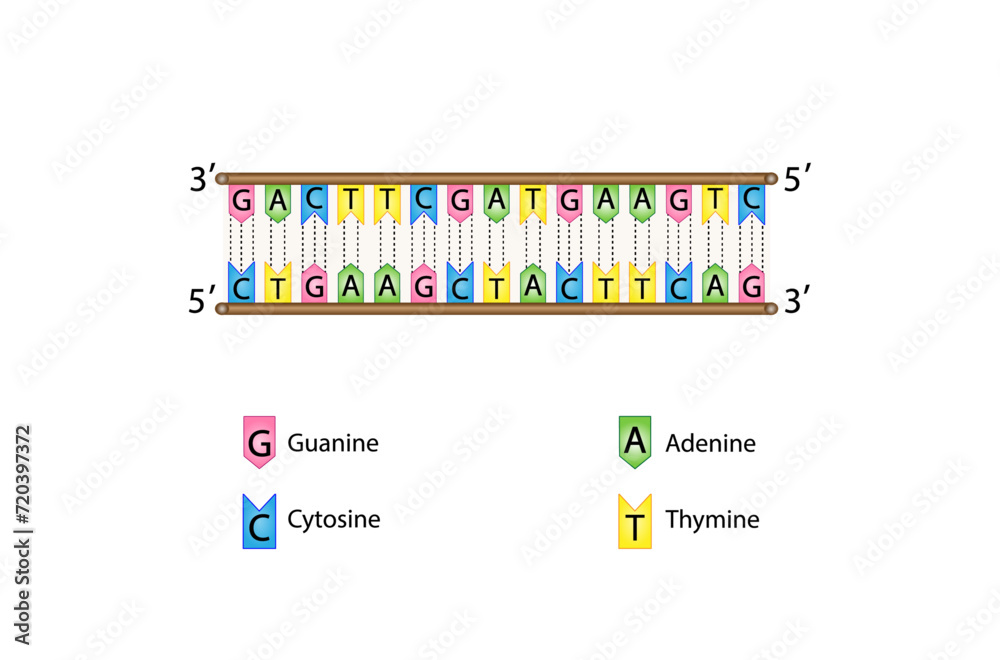 DNA structure. Nucleotides, adenine (A), cytosine (C), guanine (G) and