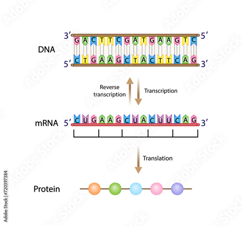 Transcription, DNA is converted into a mRNA. Reverse Transcription, mRNA is converted into a DNA. Translation, mRNA directs protein synthesis. Genetic code. Vector illustration.