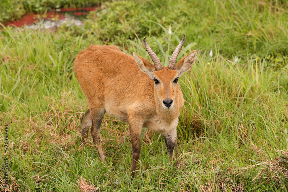 single reedbuck antelope in Amboseli NP single reedbuck antelope in Amboseli NP