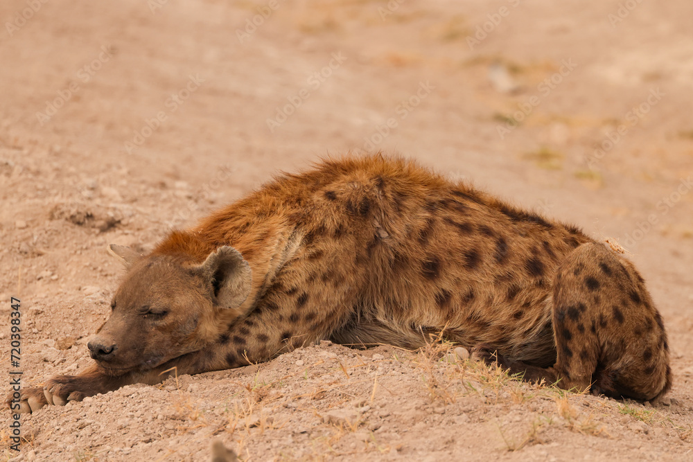 a hyena lying on the ground in Amboseli NP a hyena lying on the ground in Amboseli NP